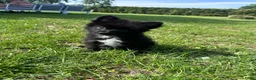 Keeshond honden te koop: Pomeriaan pups - Advertentie 4