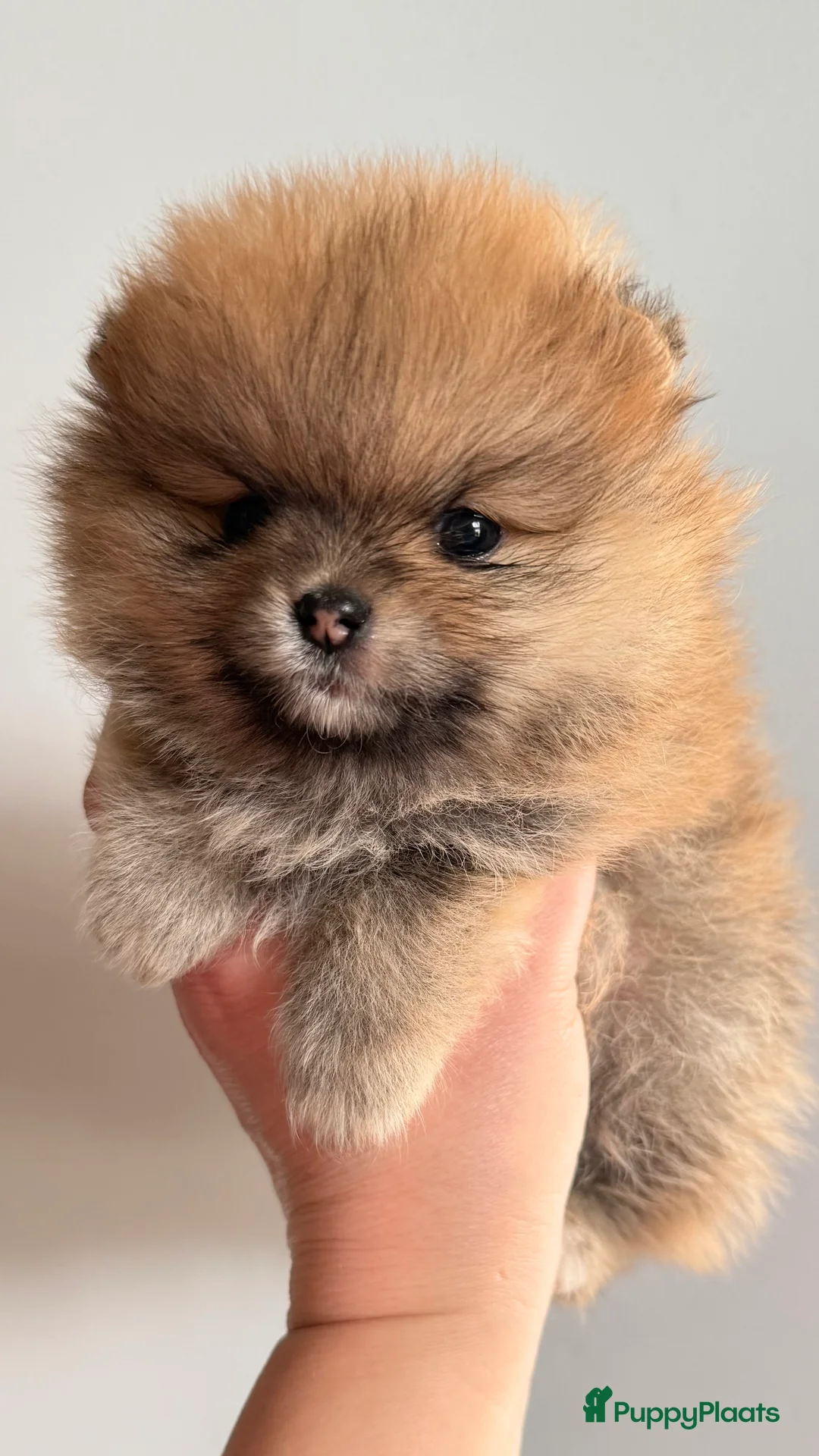 Pomeriaan honden te koop: Pomeriaan . Nog een pup beschikbaar .  - Advertentie 4