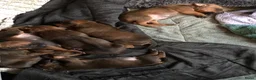 Rhodesian Ridgeback honden te koop: Rhodesian ridgeback pups verwacht eind juli in Eede - Advertentie 2
