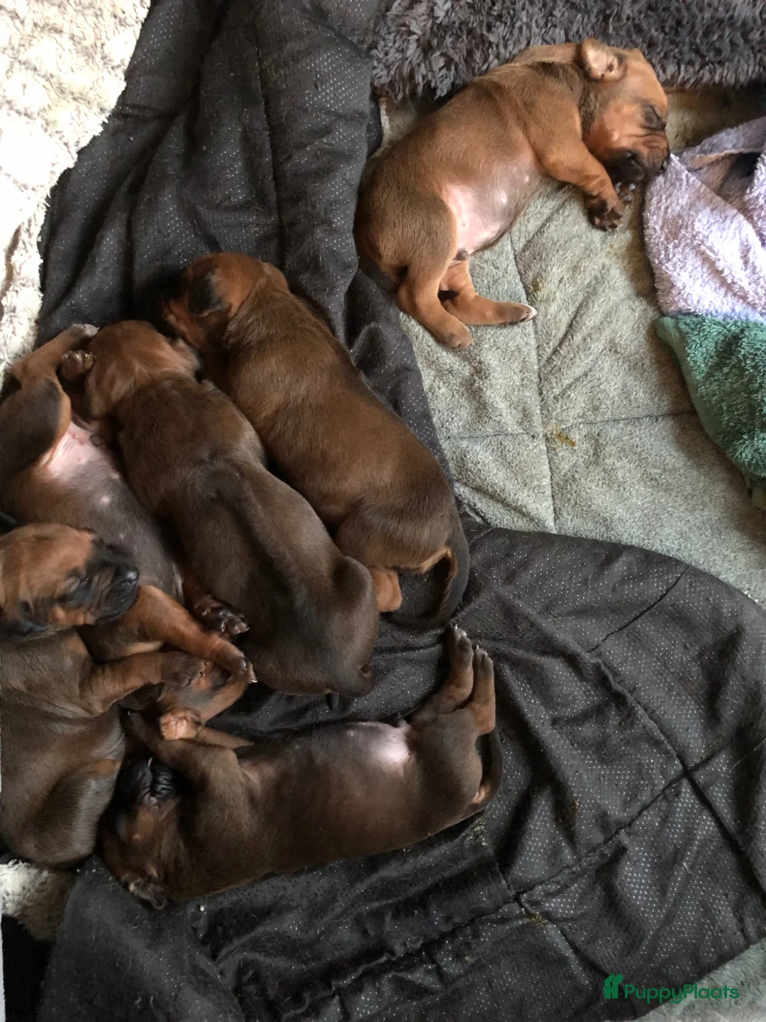 Rhodesian Ridgeback honden te koop: Rhodesian ridgeback pups verwacht eind juli in Eede - Advertentie 2