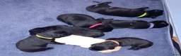 Labrador Retriever honden te koop: Hallo Labrador liefhebber  in Berkhout - Advertentie 15