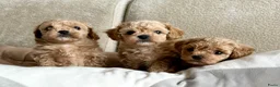 Poedel Toy honden te koop: Toy poedel puppy’s  - Advertentie 7