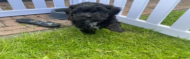 Puppy 2