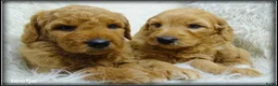 Labradoodle honden te koop: Labradoodle F4 medium pups - Advertentie 17