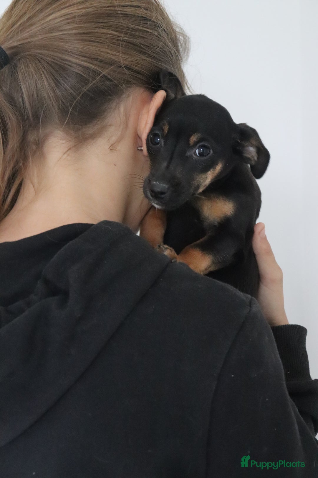 Jack Russel Terriër honden te koop: lieve Jack Russel pups  - Advertentie 18