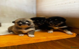 Shiba honden te koop: Shiba inu in Genk - Afbeelding 10
