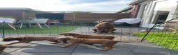 Rhodesian Ridgeback honden te koop: Rhodesian Ridgeback pup Reu 29 mei ophalen - Advertentie 2