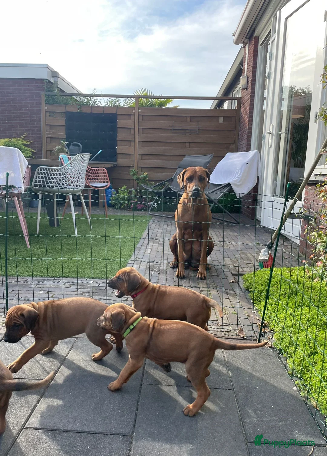 Rhodesian Ridgeback honden te koop: Rhodesian Ridgeback pup Reu 29 mei ophalen - Advertentie 2