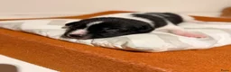 Kruising honden te koop: Friese Stabij x Friese Stabij/Kelpi puppy’s  in Sint-Oedenrode - Advertentie 11