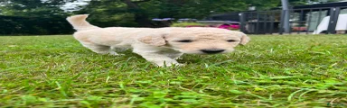 Labradoodle 5 