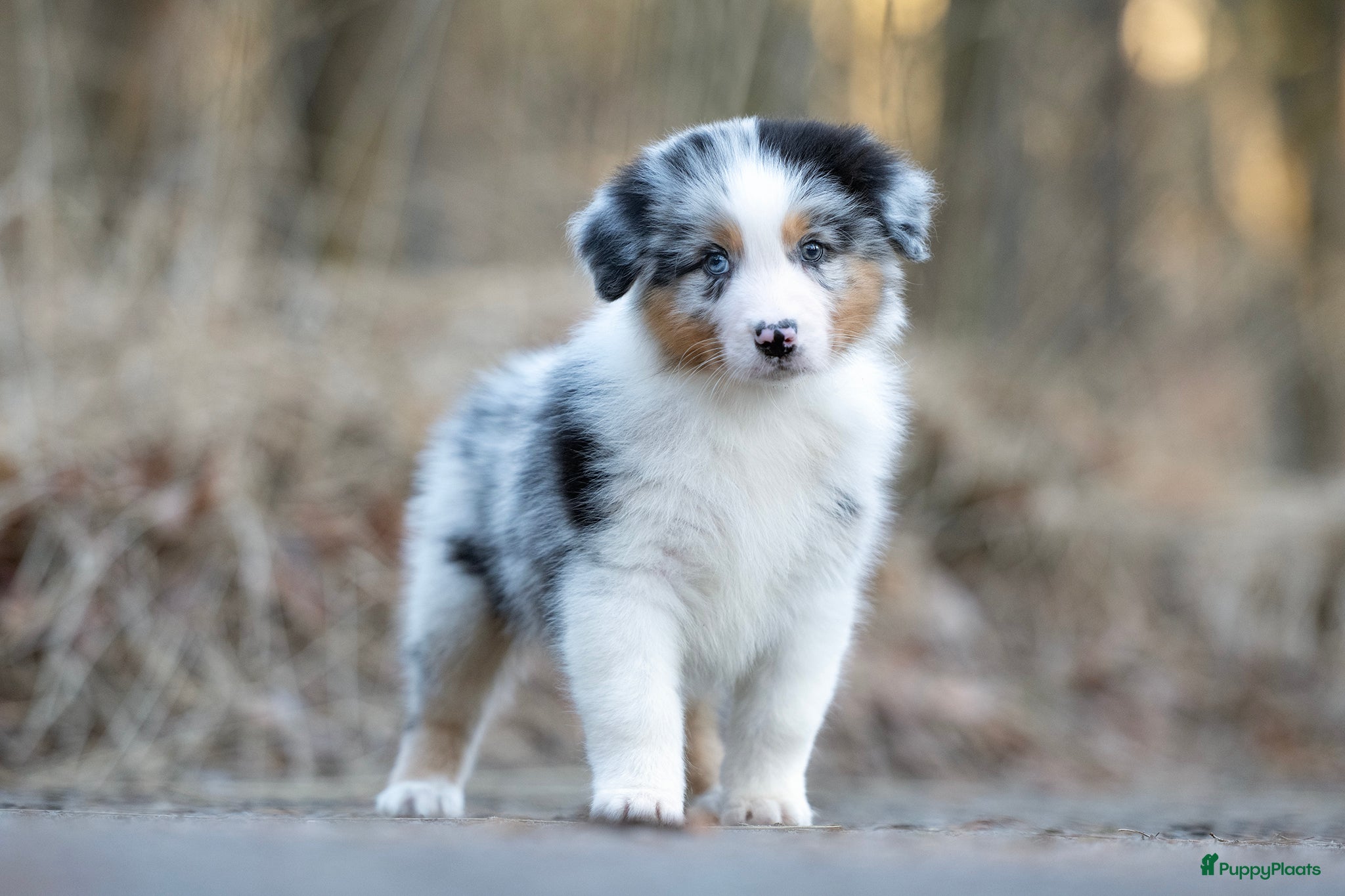 Australian Shepherd honden Australian Shepherd pups - Advertentie 4