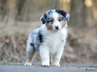 Australian Shepherd honden Australian Shepherd pups - Advertentie 4