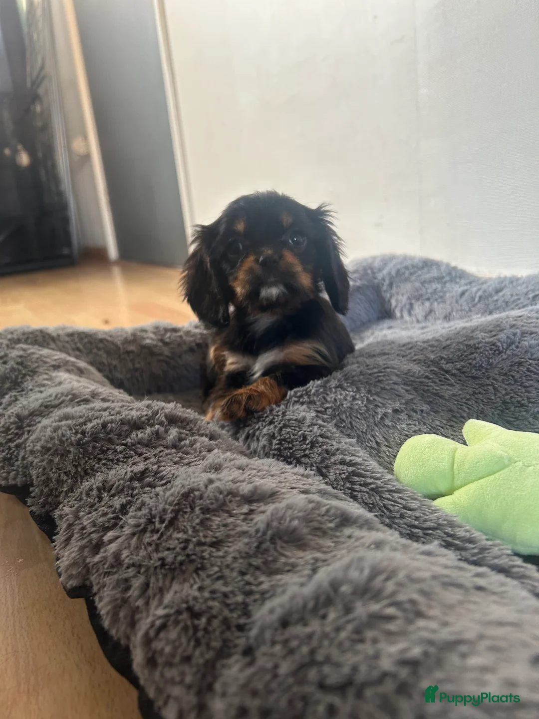 Cavalier King Charles Spaniel honden te koop: Prachtige Cavelier King Charles pups - Advertentie 5