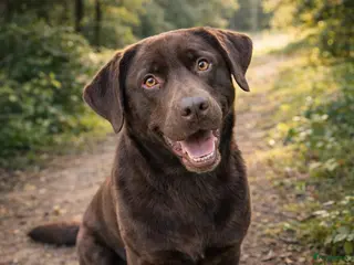 Labrador Retriever honden Verwacht labradorpups – voorjaar 2026 - Advertentie 12