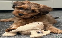 Maltipoo honden ter dekking: Dekreutje maltipoo, sjefke niet te koop. - Advertentie 4