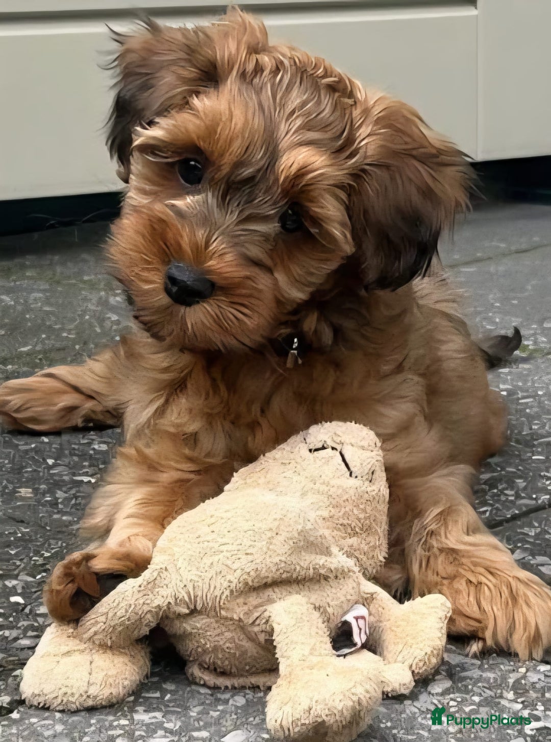 Maltipoo honden ter dekking: Dekreutje maltipoo, sjefke niet te koop. - Advertentie 4