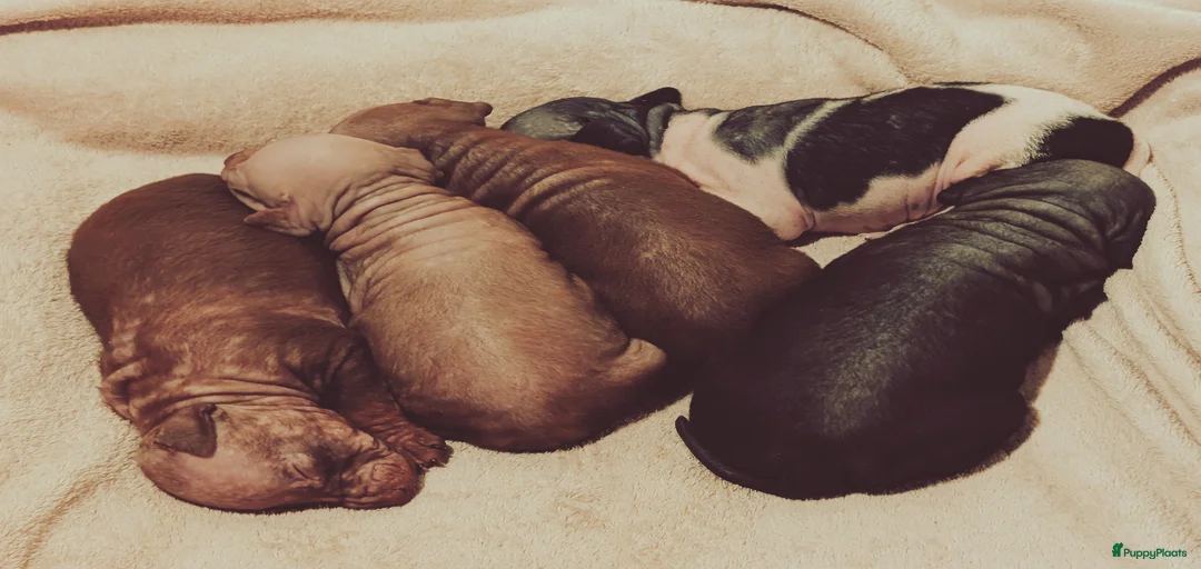 Galerij afbeelding {{count}}