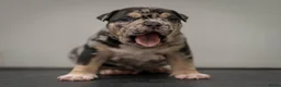 Amerikaanse Bully honden te koop: American Bully pocket pups verwacht  - Advertentie 10