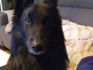 Kruising honden Groenendaeler en Tervurense pups - Advertentie 9