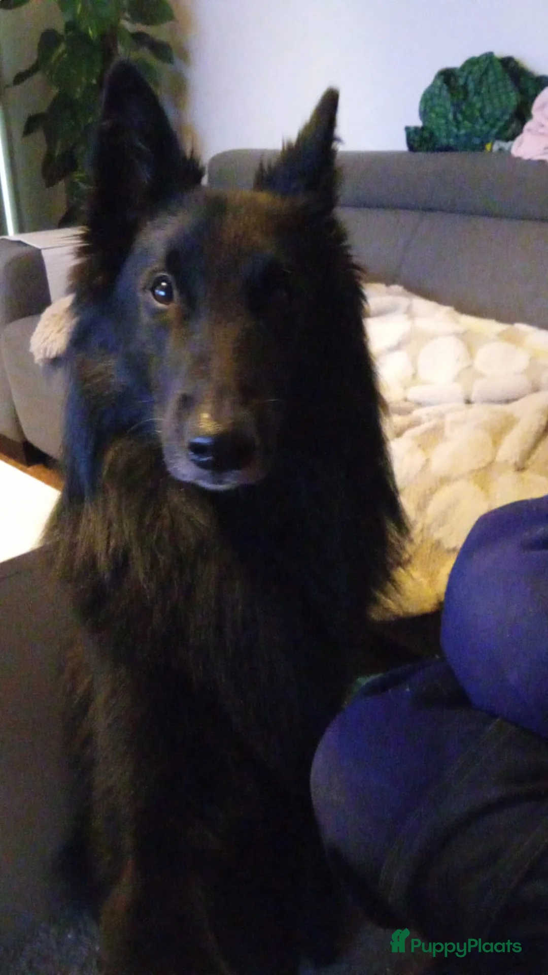 Kruising honden te koop: Groenendaeler en Tervurense pups  - Advertentie 1