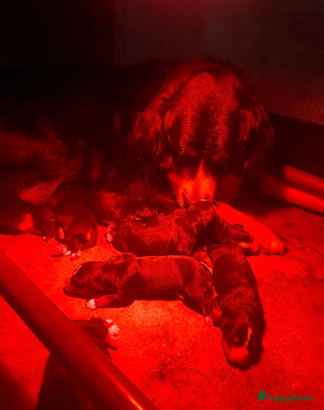 Berner Sennenhond honden te koop: Berner/sennen teefje - Advertentie 3