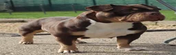 Amerikaanse Bully honden te koop: Amerikaanse pocket bully teefjes  - Advertentie 17
