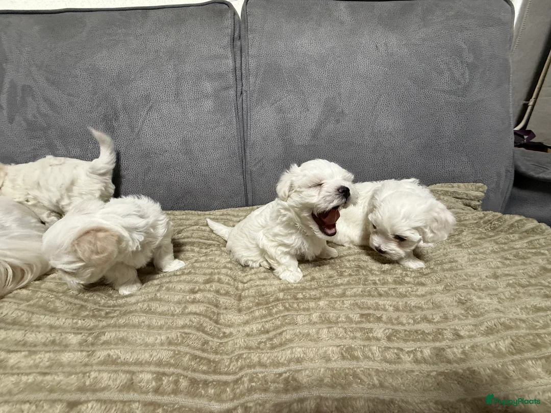 Maltezer honden te koop: Maltezer puppy  - Advertentie 5