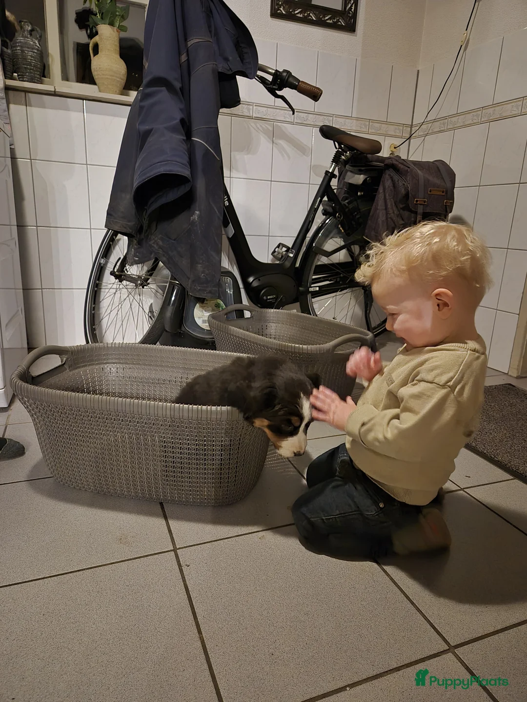 Berner Sennenhond honden te koop: Hele lieve bernersennen pups - Advertentie 4