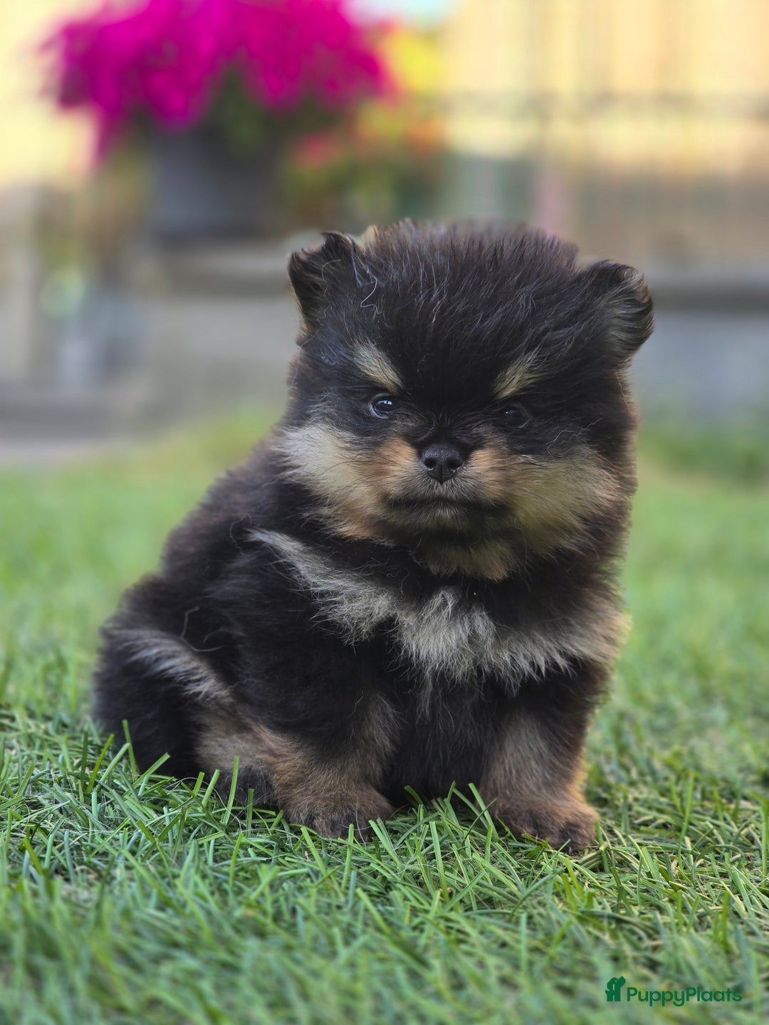 Pomeriaan honden te koop: Te koop prachtige pomeriaan pups in Veenendaal - Afbeelding 1