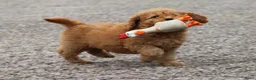 Cockapoo honden te koop: cockapoo pup, reutje - Advertentie 9