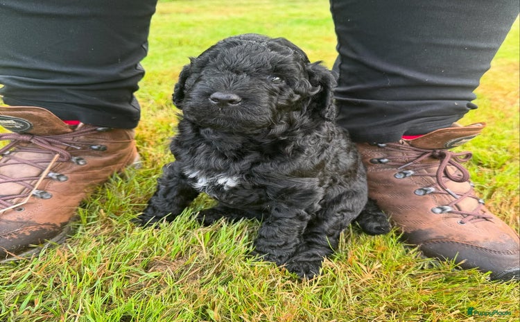 Labradoodle honden - Advertentie 2