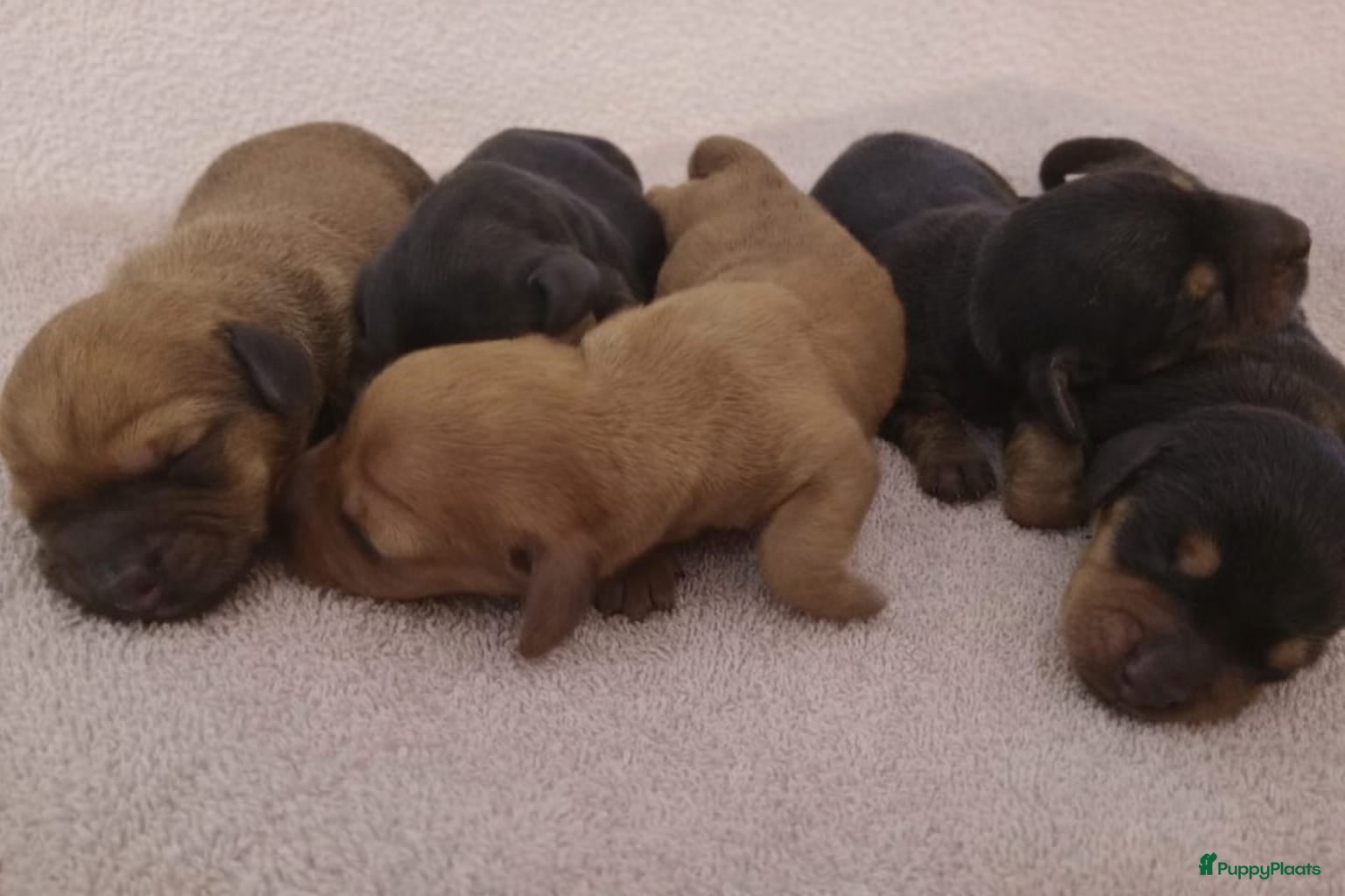 Kruising honden Charcoal and tan - Creme infused & Shaded Cream - Advertentie 3