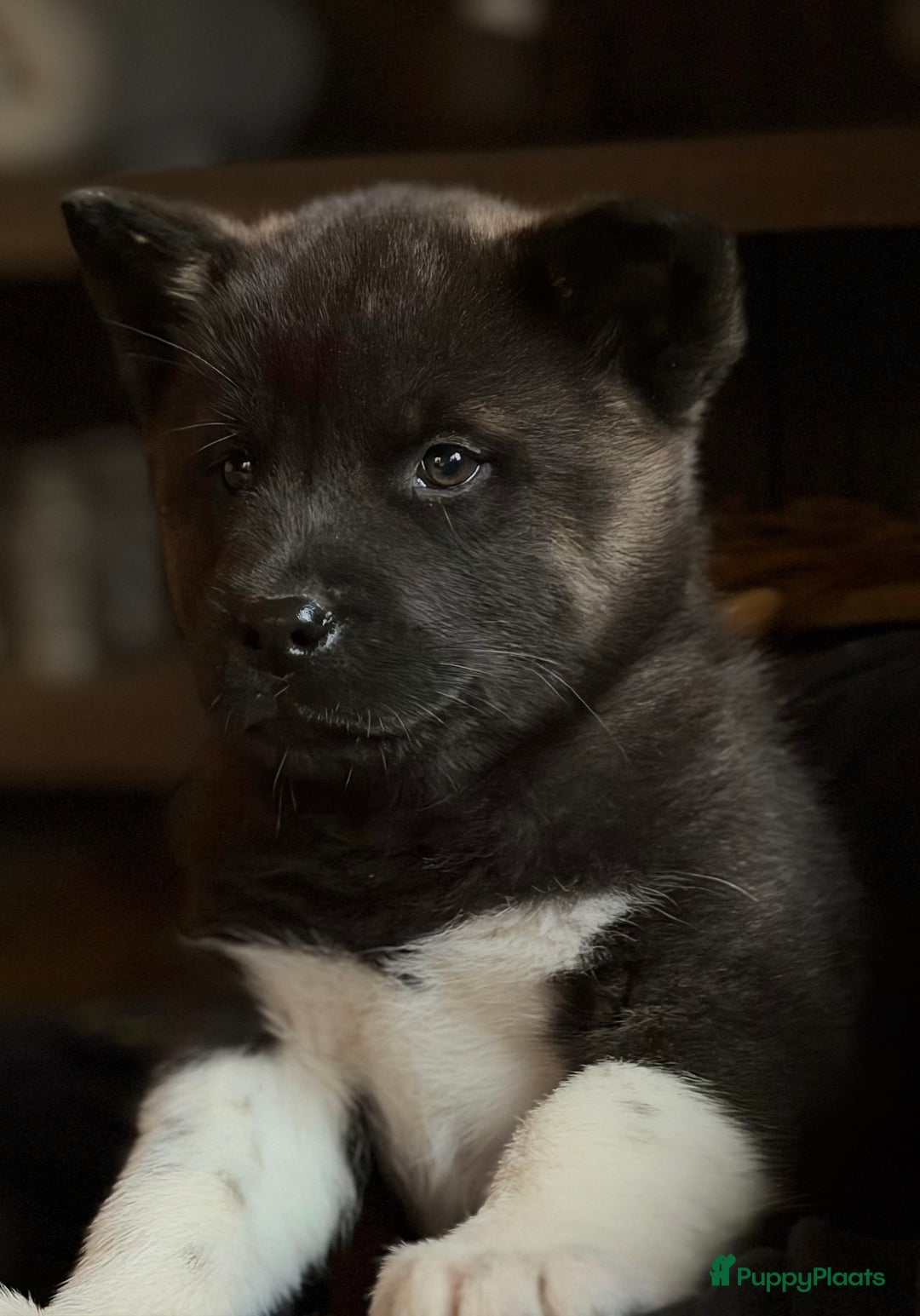 American Akita honden te koop: Prachtige American akita pups van unieke bloedlijn - Advertentie 7