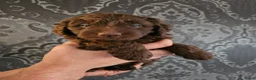 Kruising honden te koop: Wit medium doodle teefje!! - Advertentie 34