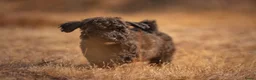 Kruising honden te koop: Dwergpoedel x Boompoo pups  - Advertentie 3
