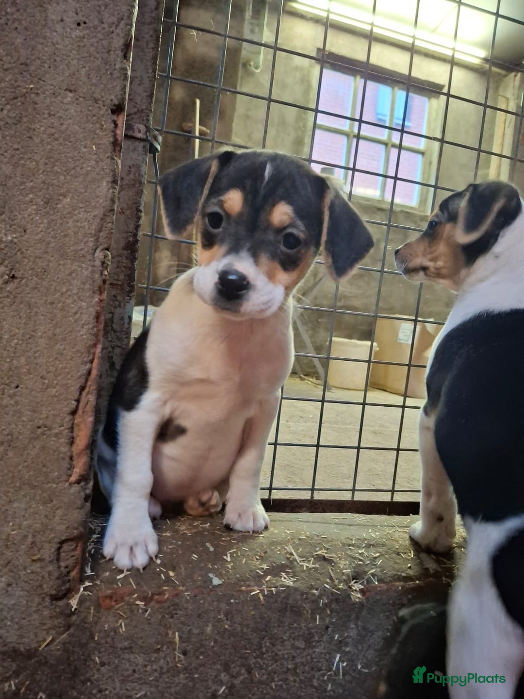 Fox Terriër Gladhaar honden te koop: boerenfox pups - Advertentie 5