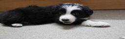 Border Collie honden te koop: Super Schattige border collie pups te koop - Advertentie 34
