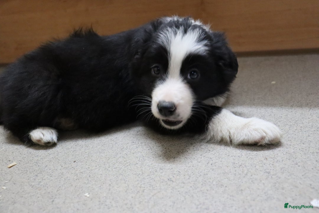 Border Collie honden te koop: Super Schattige border collie pups te koop - Advertentie 34