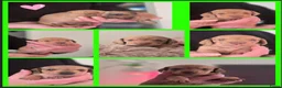 Teckel (korthaar)  honden te koop: Dwergteckel pup kortharig cream blond!!! - Advertentie 17