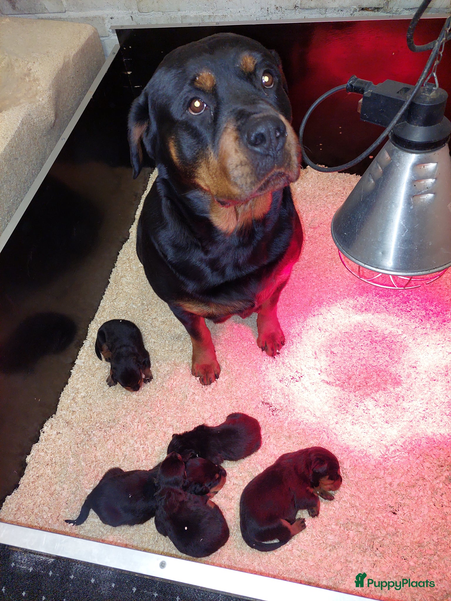 Rottweiler honden Rottweiler pup 1 teefje nog beschikbaar  - Advertentie 1