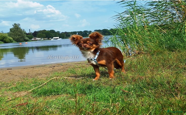 Chihuahua honden - Advertentie 3