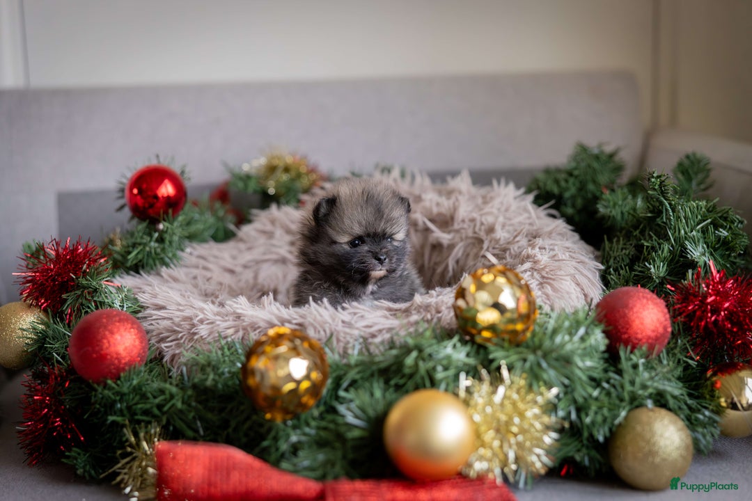 Pomeriaan honden te koop: Knappe Bear face Pomeriaan pups - Advertentie 4