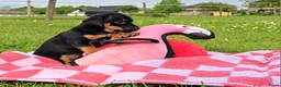 Jack Russel Terriër honden te koop: 4 Jack Russel pups: Black and Tan + Driekleurig 🐶 - Advertentie 4