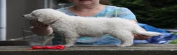 Kuvasz honden te koop: **Bijzondere Kuvasz pups uit een droomcombinatie** - Advertentie 10