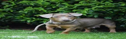 Jack Russel Terriër honden te koop: lieve pups zoeken een nieuw huisje - Advertentie 28