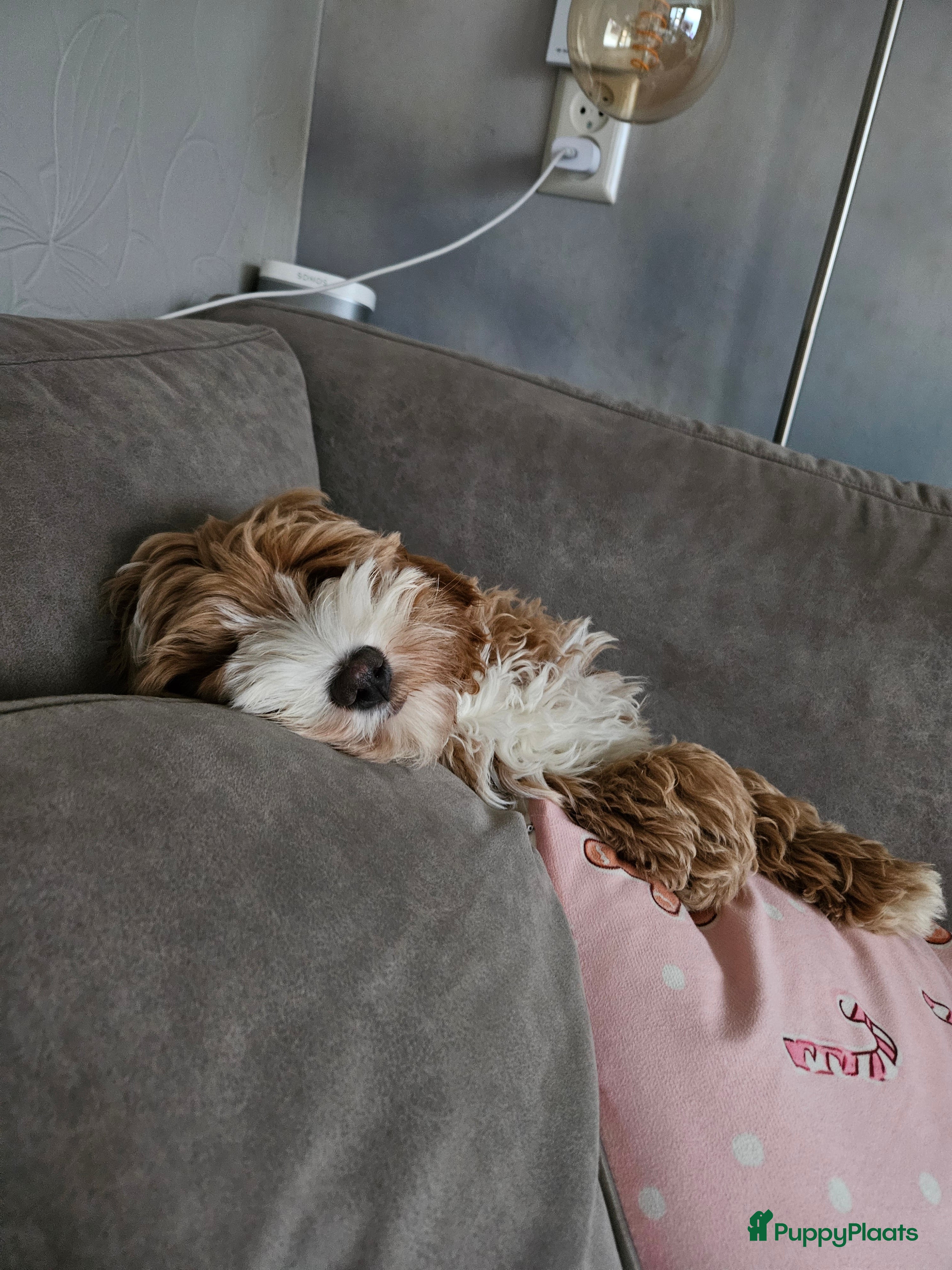 Australian Labradoodle honden Gastgezin gezocht Australian labradoodle teefje  - Advertentie 2