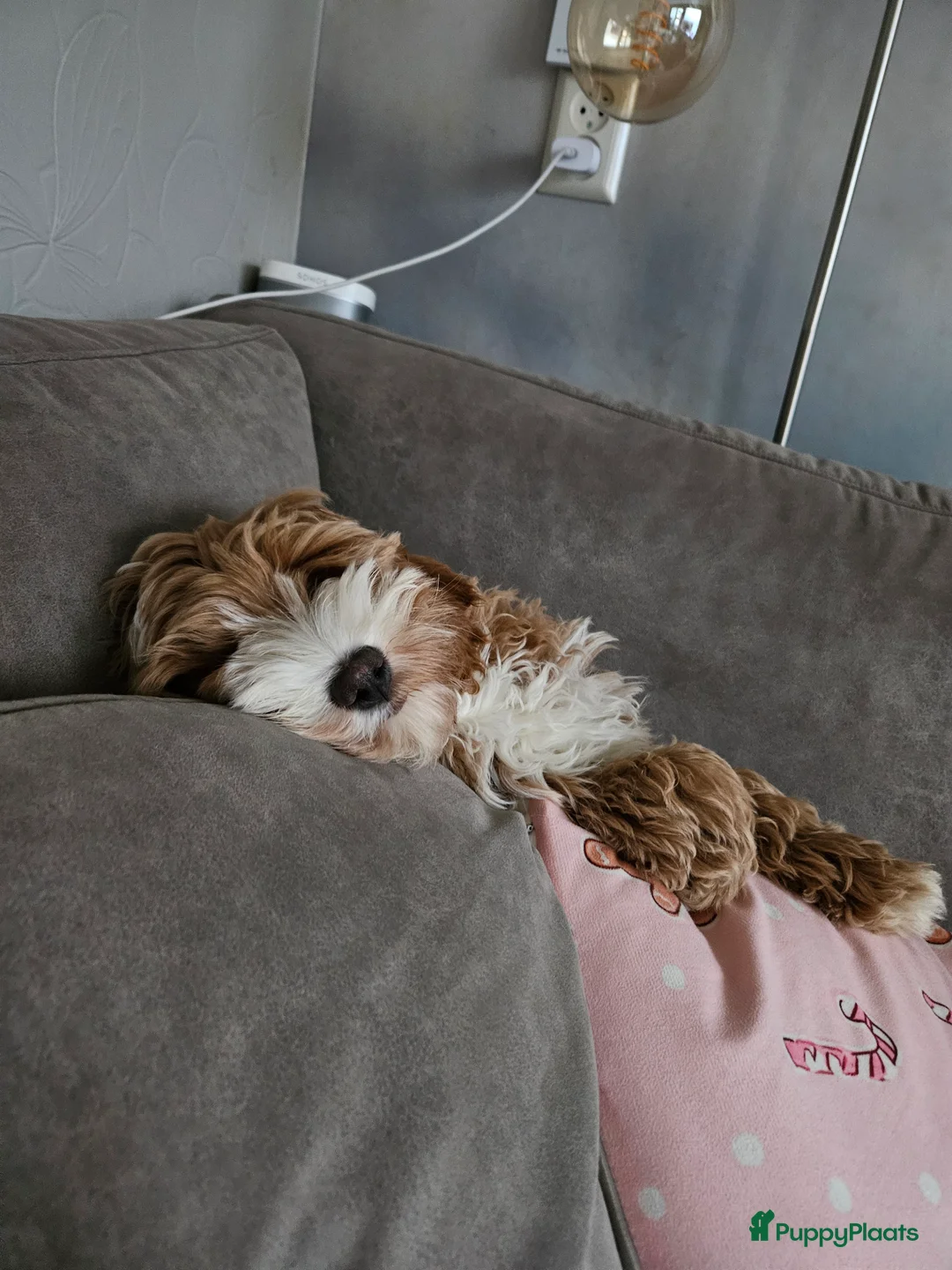 Australian Labradoodle honden ter adoptie: Gastgezin gezocht Australian labradoodle teefje  - Advertentie 2