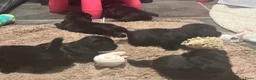 Schotse Terriër honden te koop: Twee Schotse terriër reutjes beschikbaar  - Advertentie 27