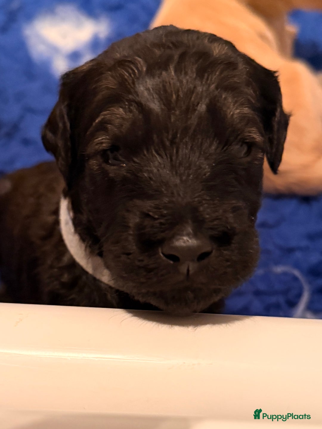 Kruising honden te koop: Goldendoodle/labradoodle  - Advertentie 13