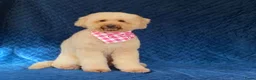 Australian Labradoodle honden te koop: te koop Australian labradoodles - Advertentie 4